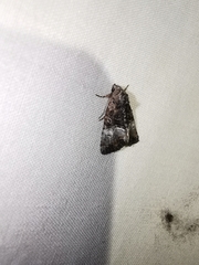 Mesoligia furuncula