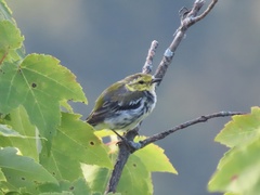 Setophaga virens