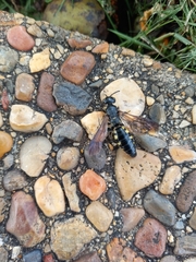 Myzinum obscurum