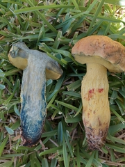 Pulchroboletus rubricitrinus