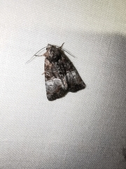 Mesoligia furuncula