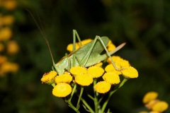 Tettigonia cantans