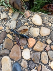 Myzinum obscurum