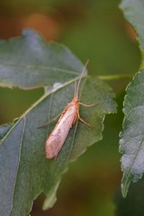 Limnephilus rhombicus