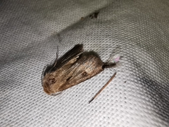 Agrotis exclamationis