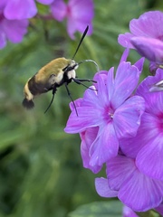 Hemaris diffinis