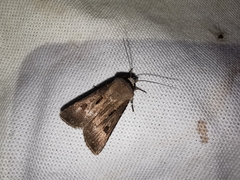 Agrotis exclamationis