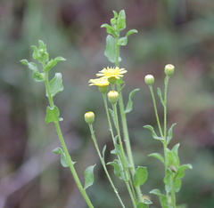 Heterotheca subaxillaris