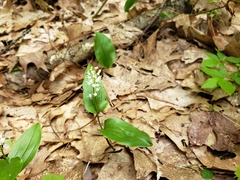 Maianthemum canadense