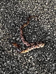 Agkistrodon contortrix