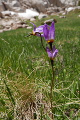 Primula tetrandra