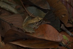 Platymantis corrugatus