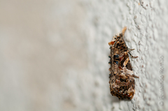 Phtheochroa rugosana
