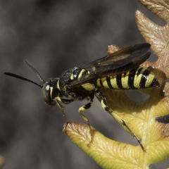 Eucerceris provancheri