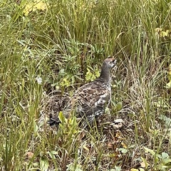 Dendragapus obscurus