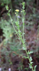 Heterotheca subaxillaris