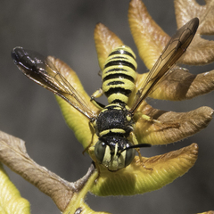 Eucerceris provancheri