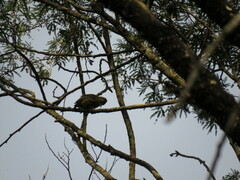 Picumnus nebulosus