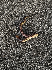 Agkistrodon contortrix