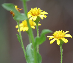 Heterotheca subaxillaris