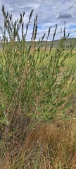 Salix exigua