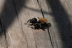 Laphria flava