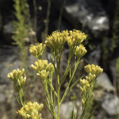 Euthamia occidentalis