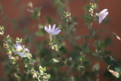 Scaevola parvibarbata