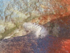 Lophocampa caryae