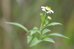 Bidens alba