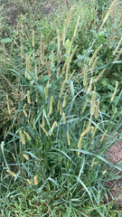 Setaria pumila
