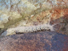 Lophocampa caryae