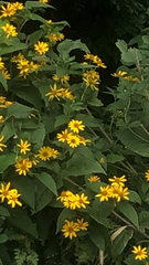 Heliopsis helianthoides