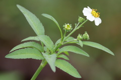 Bidens alba