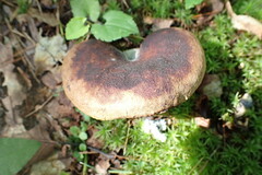 Boletinellus merulioides