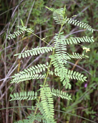 Sesbania vesicaria