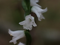 Spiranthes tuberosa