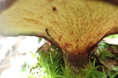 Boletinellus merulioides