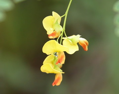 Sesbania vesicaria