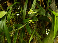 Maxillaria