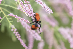 Dasymutilla occidentalis