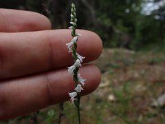 Spiranthes tuberosa