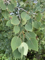 Populus tremuloides