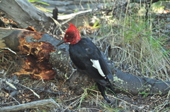 Campephilus magellanicus