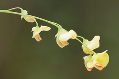 Sesbania vesicaria