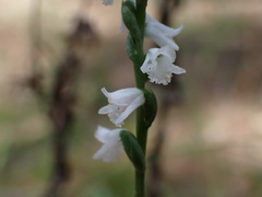Spiranthes tuberosa