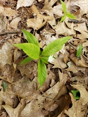 Lysimachia borealis