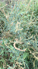 Atriplex prostrata