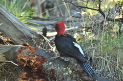 Campephilus magellanicus
