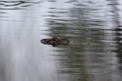 Alligator mississippiensis